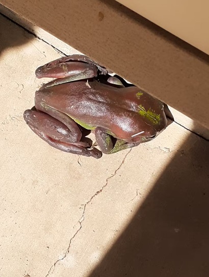 Brown and green frog on concrete slab in the sun 